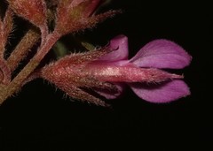 Indigofera hughtaylori