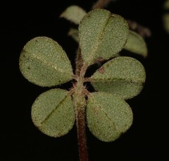 Indigofera hughtaylori