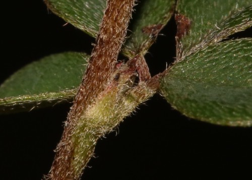 Image of Indigofera hughtaylori by (c) Brian du Preez, some rights reserved (CC BY-SA)
