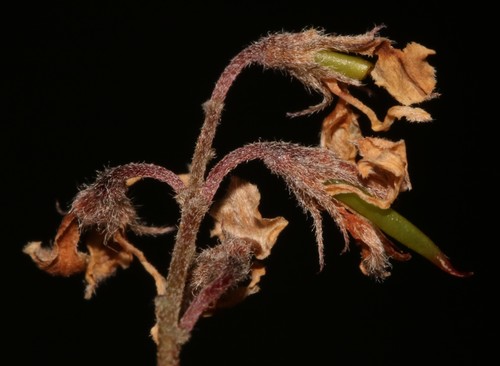 Image of Indigofera hughtaylori by (c) Brian du Preez, some rights reserved (CC BY-SA)