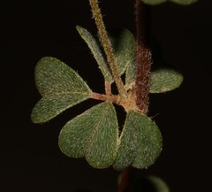 Indigofera hughtaylori