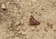 Pyrausta nicalis