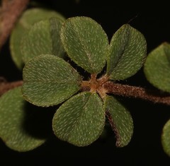 Indigofera hughtaylori
