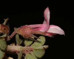 Indigofera hughtaylori