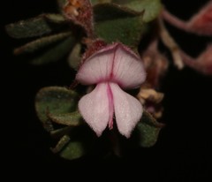 Indigofera hughtaylori