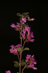Indigofera hughtaylori