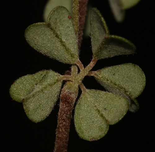 Image of Indigofera hughtaylori by (c) Brian du Preez, some rights reserved (CC BY-SA)