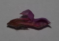 Indigofera hughtaylori