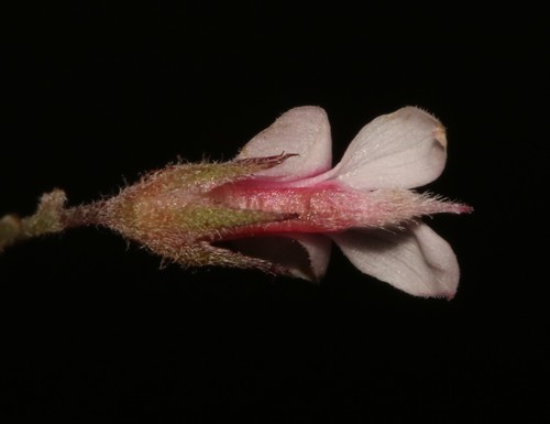 Image of Indigofera hughtaylori by (c) Brian du Preez, some rights reserved (CC BY-SA)