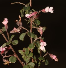 Indigofera hughtaylori