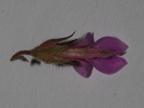 Image of Indigofera hughtaylori by (c) Brian du Preez, some rights reserved (CC BY-SA)
