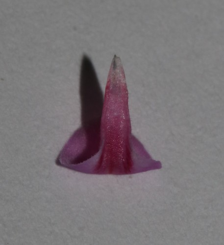 Image of Indigofera hughtaylori by (c) Brian du Preez, some rights reserved (CC BY-SA)