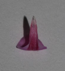 Indigofera hughtaylori