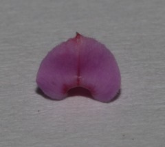 Indigofera hughtaylori