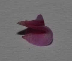 Indigofera hughtaylori