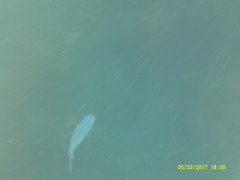 Chromis punctipinnis