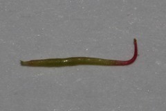 Indigofera hughtaylori