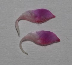 Indigofera hughtaylori