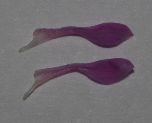 Image of Indigofera hughtaylori by (c) Brian du Preez, some rights reserved (CC BY-SA)