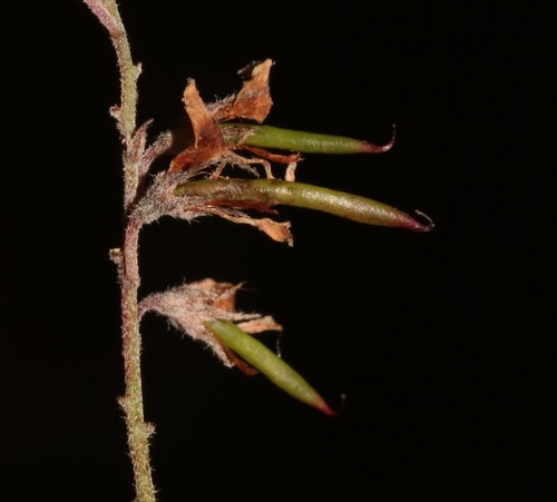Image of Indigofera hughtaylori by (c) Brian du Preez, some rights reserved (CC BY-SA)