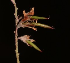 Indigofera hughtaylori