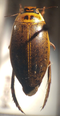 Rhantus binotatus