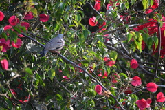 Columbina cruziana