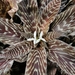 Cryptanthus zonatus - Photo (c) isabellesh,  זכויות יוצרים חלקיות (CC BY-NC), הועלה על ידי isabellesh