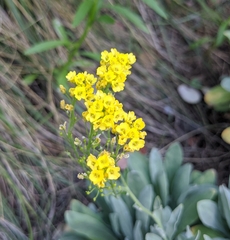 Aurinia saxatilis