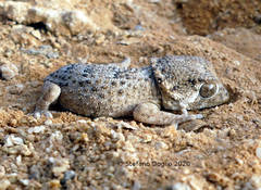Tarentola chazaliae