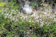 Asperula supina caespitans