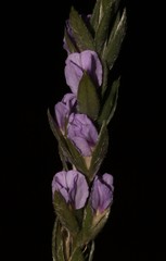 Amphithalea axillaris