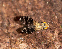 Trixoscelis polita