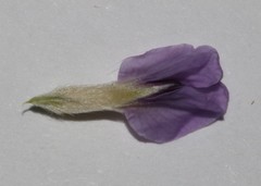 Amphithalea axillaris