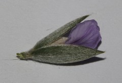 Amphithalea axillaris