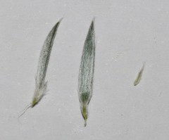 Amphithalea axillaris