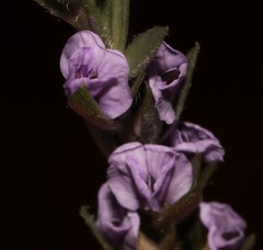 Amphithalea axillaris