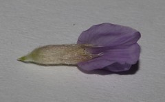 Amphithalea axillaris