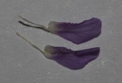 Amphithalea axillaris