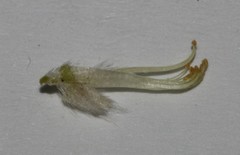 Amphithalea axillaris