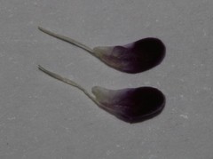 Amphithalea axillaris