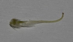 Amphithalea axillaris