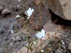 Schizanthus lacteus