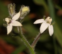 Lobelia ardisiandroides