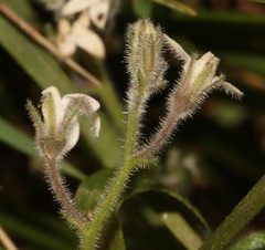 Lobelia ardisiandroides