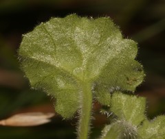 Lobelia ardisiandroides