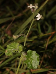 Lobelia ardisiandroides