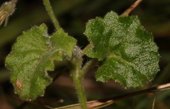 Lobelia ardisiandroides