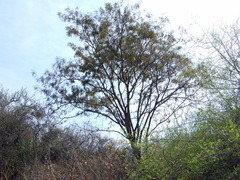 Anadenanthera colubrina cebil