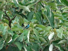 Tangara labradorides